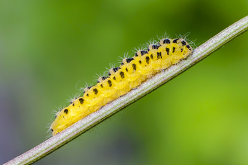 Caterpillar butterfly yellow flowers with black spots