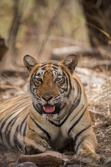 Fototapeta na wymiar A lazy morning and a tigress at Ranthambore National Park