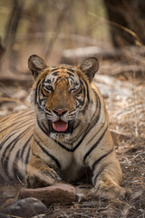Fototapeta na wymiar A lazy morning and a tigress at Ranthambore National Park