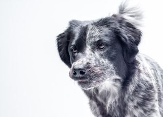 Black and white hunter mixed breed dog on the white backbackground in studio.