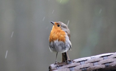 robin in the rain feathers fluffy