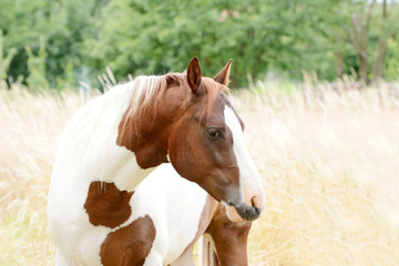 Obraz premium Beautiful piebald young horse galloping in the field.
