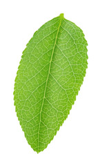 Bilberry leaf isolated on a white.