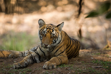 Obraz premium Tygrysiątko odpoczywa w cieniu drzewa w upale na wzgórzach Parku Narodowego Ranthambore