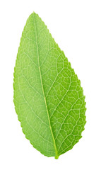 Bilberry leaf isolated on a white.