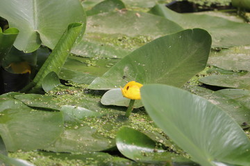 lily pad pond leaf and flowers on a canal