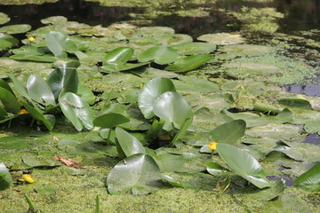 lily pad pond leaf and flowers on a canal