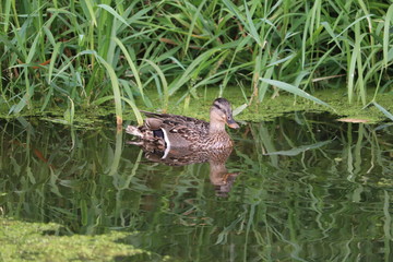 duch drake double image reflecting in the water.