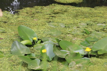 lily pad pond leaf and flowers on a canal