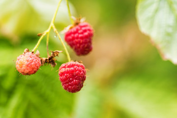 Organic ripe red raspberries in bush close