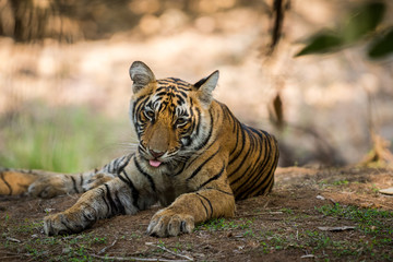 A morning time well spent with a female tiger cub at Ranthambore National Park