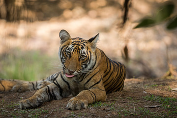 Fototapeta na wymiar A morning time well spent with a female tiger cub at Ranthambore National Park