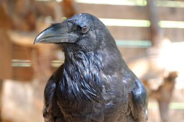 Black bird raven with open beak sitting on the stone.