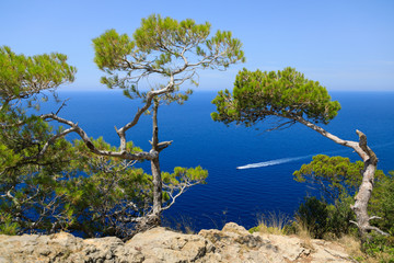 Sea landscape, view through the pine trees