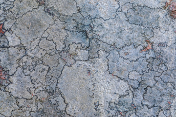 The texture or background of the old stone surface covered with the lichen and moss. The picture is much alike the geographical map