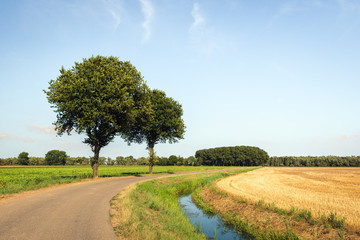 Fototapeta na wymiar Two trees beside a curved country road