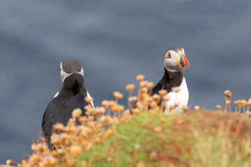 Cute Puffins