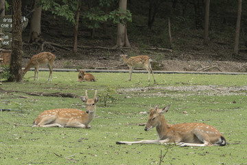 grazing deers stag hart on the meadow