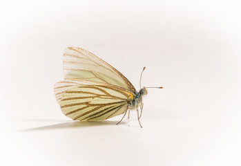 Fototapeta na wymiar Pieris marginalis - Margined White Butterfly