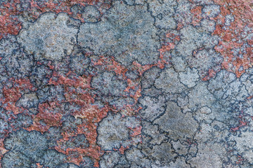 Fototapeta premium The texture or background of the old stone surface covered with the lichen and moss. The picture is much alike the geographical map