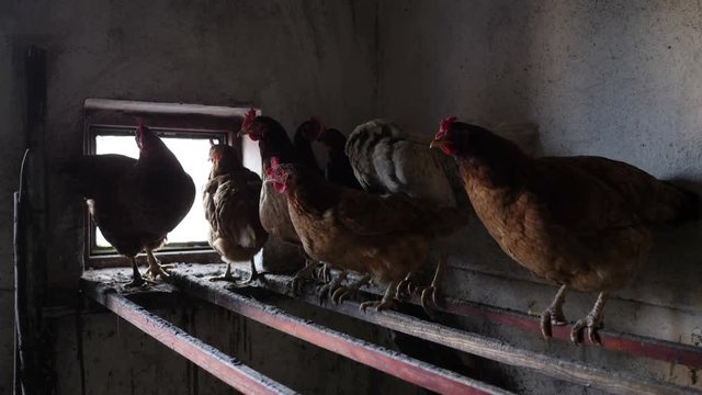 Chicken with rooster on perch.