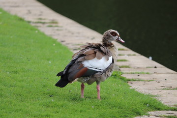 eygyptian goose fluffy feathers