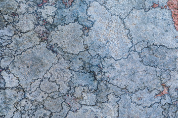 The texture or background of the old stone surface covered with the lichen and moss. The picture is much alike the geographical map