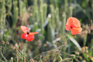 poppy english symbol of war and rememberance