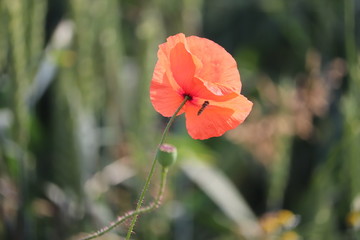 poppy english symbol of war and rememberance