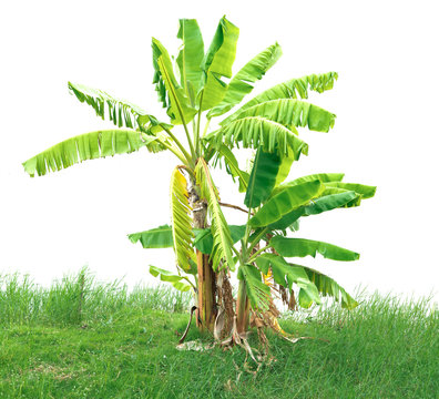 Banana tree on green grass,white background
