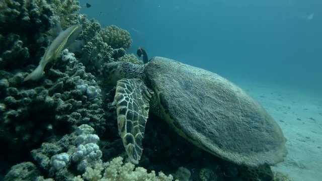 Sea turtle eats soft coral by thoroughly chewing it. Red sea, Marsa Alam, Abu Dabab, Egypt (Underwater shot, 4K / 60fps) 
