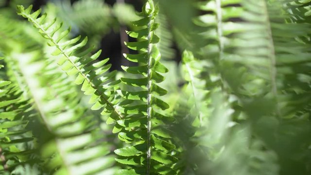 Ferns