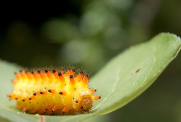 yellow caterpillar
