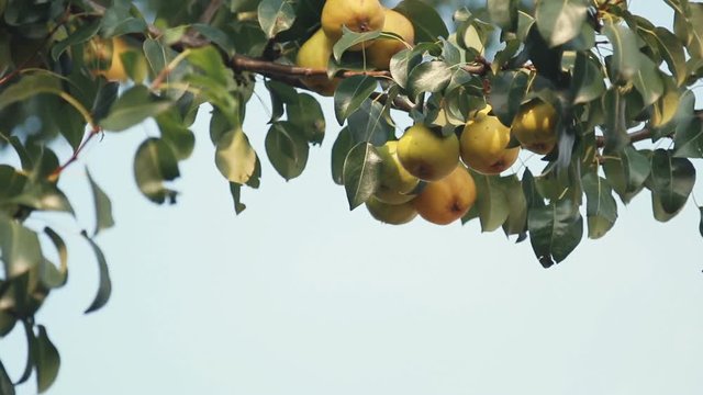 Juicy beautiful amazing nice pears on the tree branch, sunny summer good day with light breeze. Shallow depth of the field, toned video, 50fps.