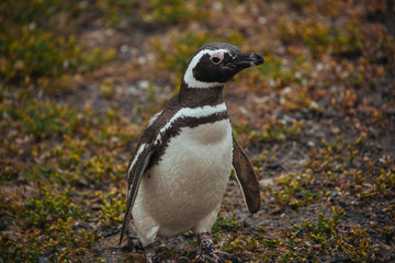 Fototapeta premium Penguin