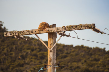 joão-de-barro house's