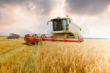 Fototapeta premium le temps des moissons