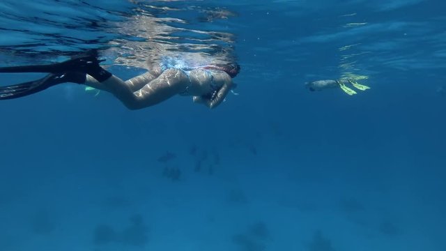Group of tourists look at a pod of Spinner Dolphins swims underwater (Underwater shot, 4K / 60fps)
