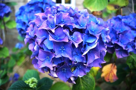 Hortensie im Bauergarten,hortensie, bauergarten, lila, cottage garden, hydrangea, garden, hortensia, frühling, aufblühen, blau, flora, blühen, sommer, schönheit, floral, kohl, veilchen, schön, 
