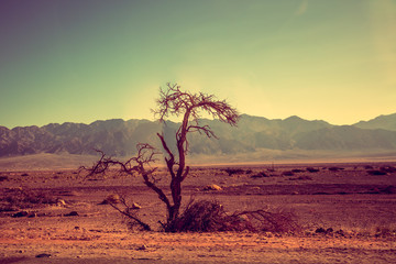 Obraz premium Mountain desert landscape. Desert Arava, Israel