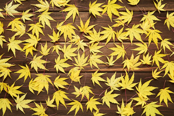 Naklejka na ściany i meble Autumnal frame for your idea and text. Fall fallen dry yellow leaves, scattered chaotically on a rectangle on old wooden natural boards. The pattern of autumn. View from above