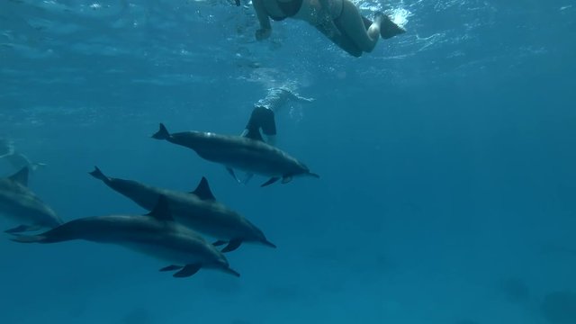 Group of tourists look at a pod of Spinner Dolphins swims underwater (Underwater shot, 4K / 60fps)
