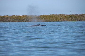 Fototapeta premium Lopez Mateo