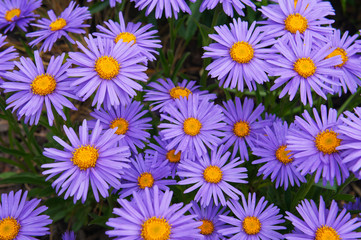 Alpine asters or or aster alpinus goliath many violet purple flowers 