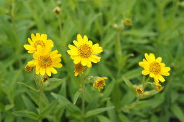 Chamisso arnica yellow flowers