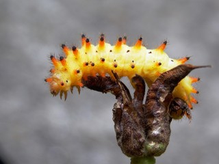 Obraz premium yellow caterpillar on the list 