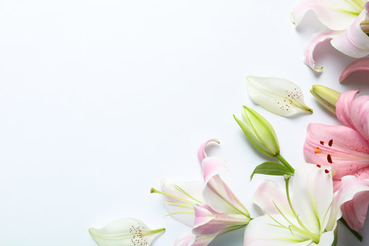 Fototapeta Kompozycja płasko świeckich z piękne kwitnące kwiaty lilii na białym tle