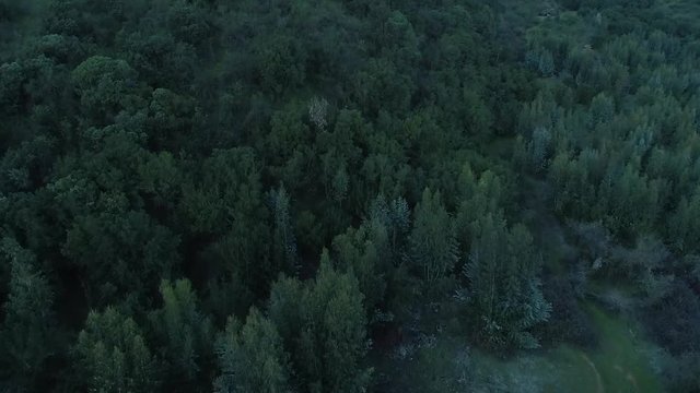 Hill in the forest full of tree, by drone slow motion recorded in 120 fps 1080 p2