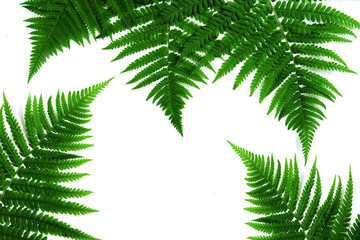 Fototapeta na wymiar Fern leaf isolated on white.