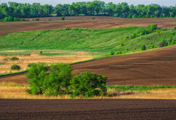Fototapeta na wymiar Beautiful summer landscape of Ukrainian Polissya. A hilly field. Ukraine, European country. The beauty of Ukrainian nature attracts tourists from all over the world. 